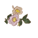 Peschardt
